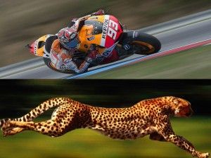 MotoGP 2013, Gran Premio della Repubblica Ceca: Lo zoo della MotoGP